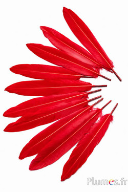 Fazant Swinhoe - 13-17 cm - rood